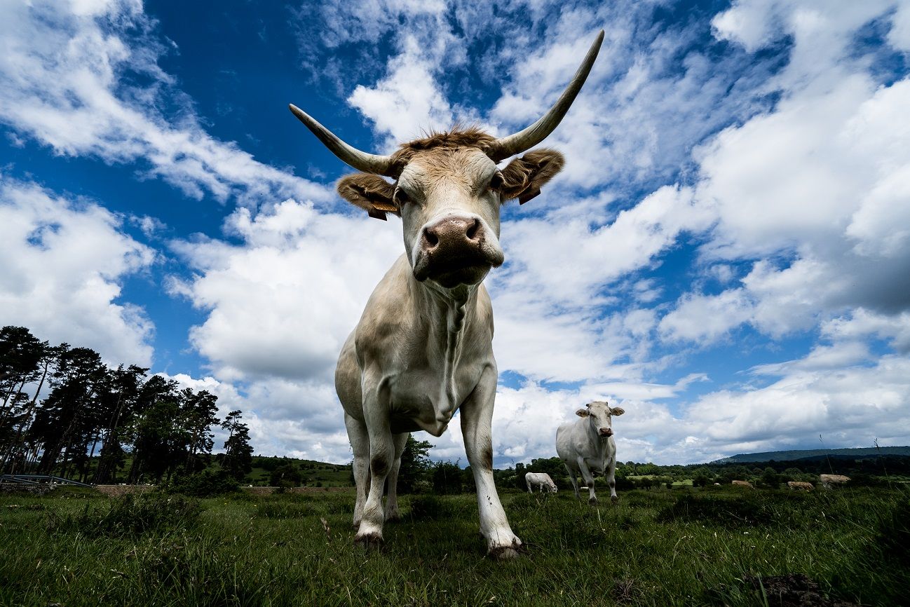 Provacuno promueve las normas de bienestar animal más exigentes del Planeta en vacuno de carne