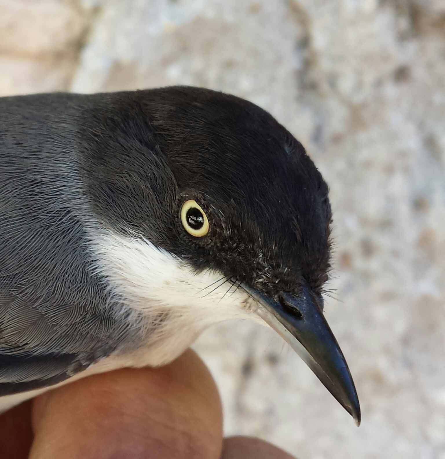 Estación de anillamiento científico de aves 'Hortensis' en Torremocha de Jadraque